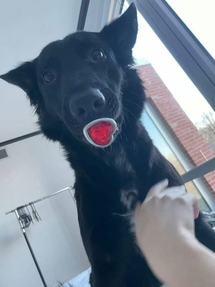 42 Pictures Of Animals Who Woke Up And Chose Nonsense 42 Pictures Of Animals Who Woke Up And Chose Nonsense