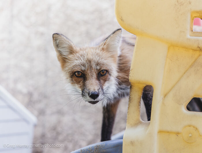 Greg Murray’s 2026 Calendar Celebrates The Beauty And Resilience Of Rescued Foxes