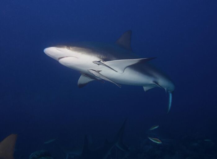 38 Weird, Suspicious And Fascinating Things That Happened In The Ocean