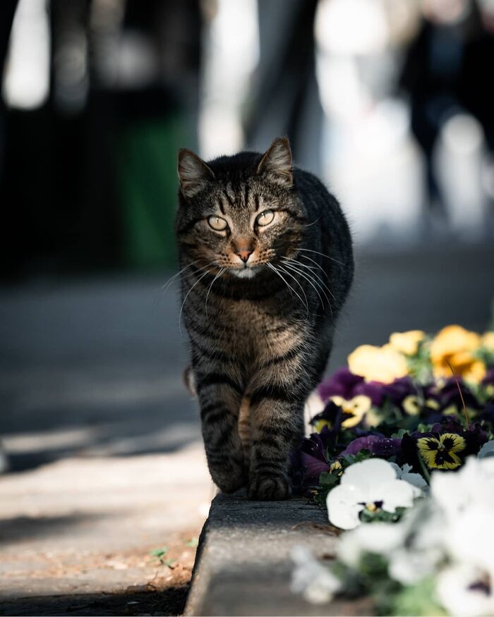 19 Street Cats Caught In Their Perfect Moments