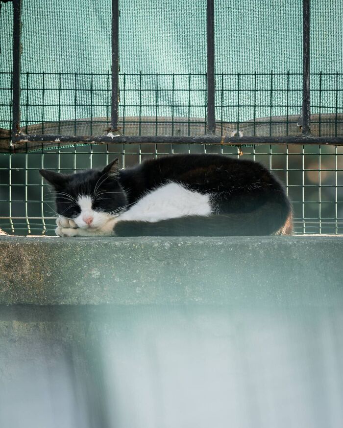 19 Street Cats Caught In Their Perfect Moments