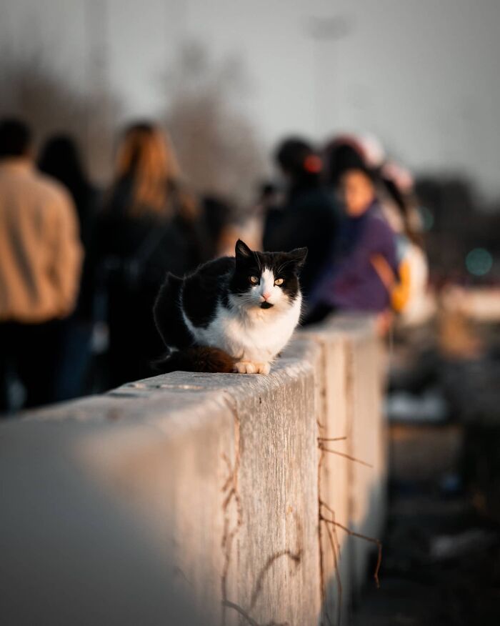 19 Street Cats Caught In Their Perfect Moments