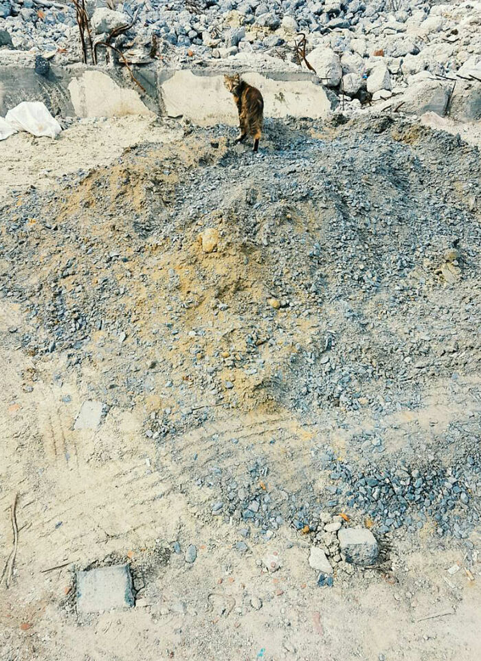 19 Street Cats Caught In Their Perfect Moments