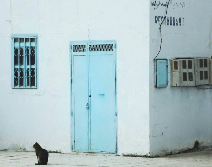 19 Street Cats Caught In Their Perfect Moments