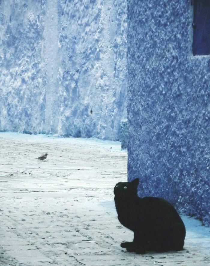 19 Street Cats Caught In Their Perfect Moments