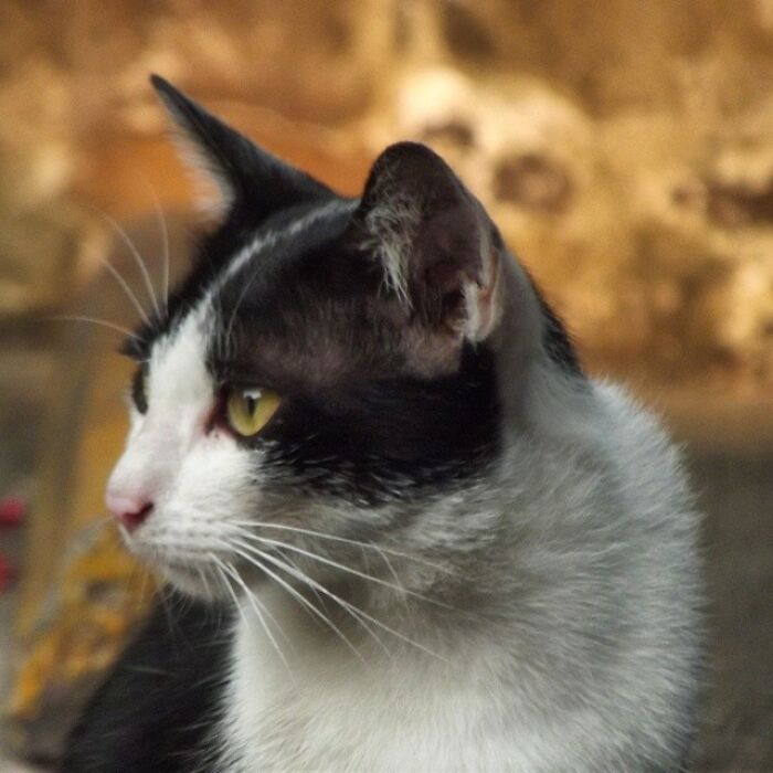 19 Street Cats Caught In Their Perfect Moments