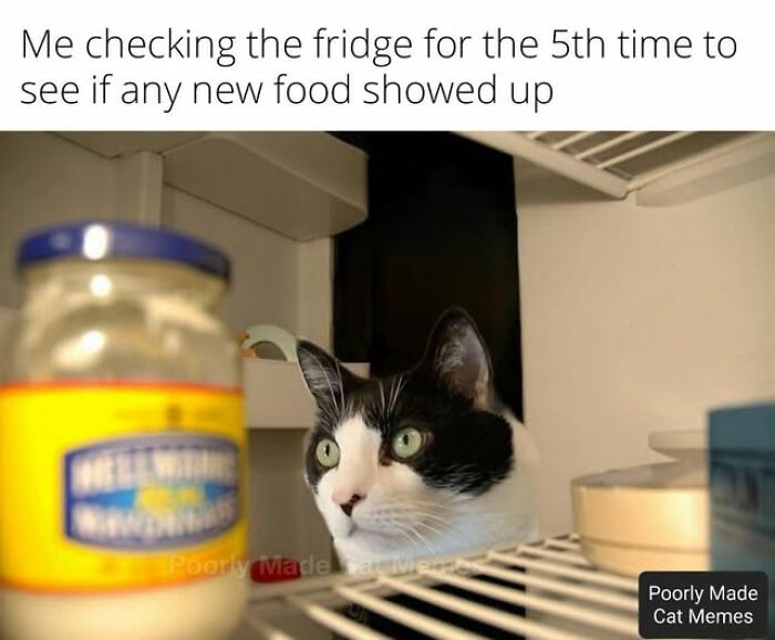 &#8220;Stupid Food Memes For Stupid People&#8221;: 97 Unhinged Memes To Ruin Your Appetite