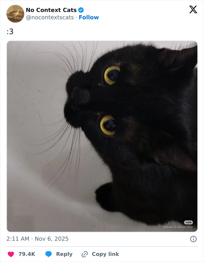 &#8220;No Context Cats&#8221;: 143 Images That Require No Backstory To Be Amazing