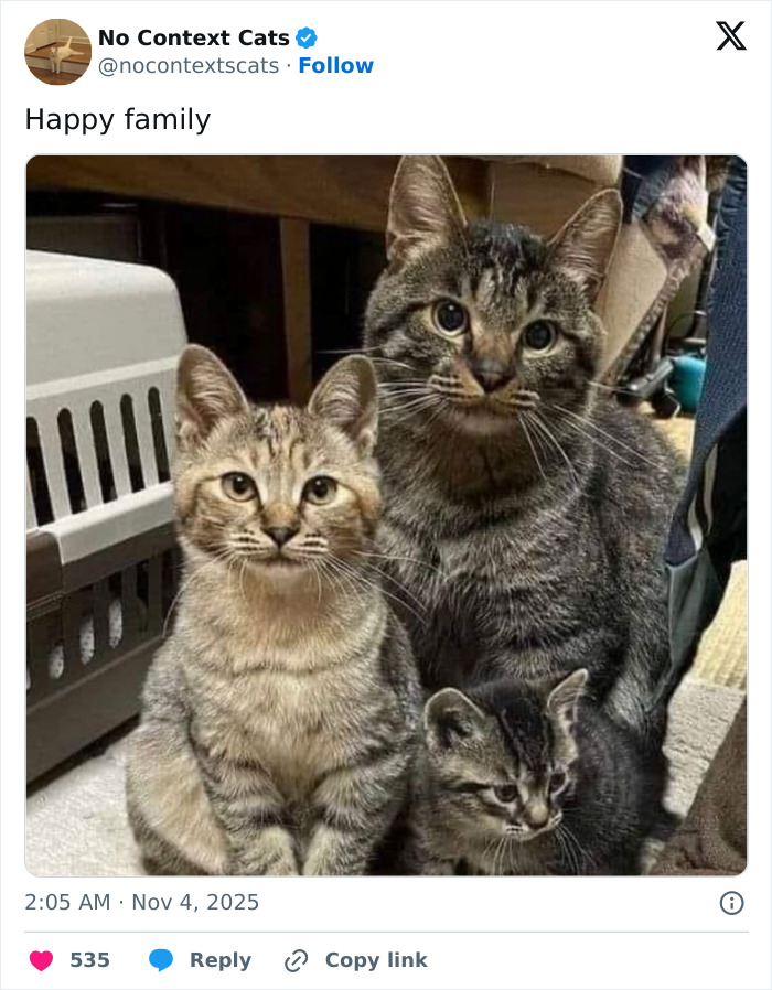 &#8220;No Context Cats&#8221;: 143 Images That Require No Backstory To Be Amazing