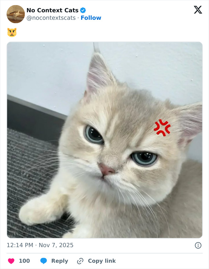 &#8220;No Context Cats&#8221;: 143 Images That Require No Backstory To Be Amazing