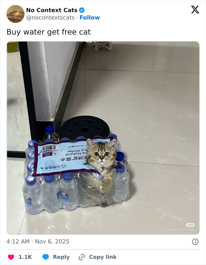 &#8220;No Context Cats&#8221;: 143 Images That Require No Backstory To Be Amazing