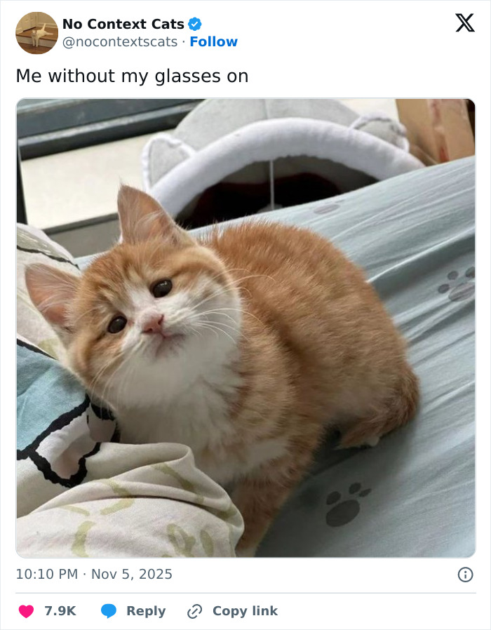 &#8220;No Context Cats&#8221;: 143 Images That Require No Backstory To Be Amazing