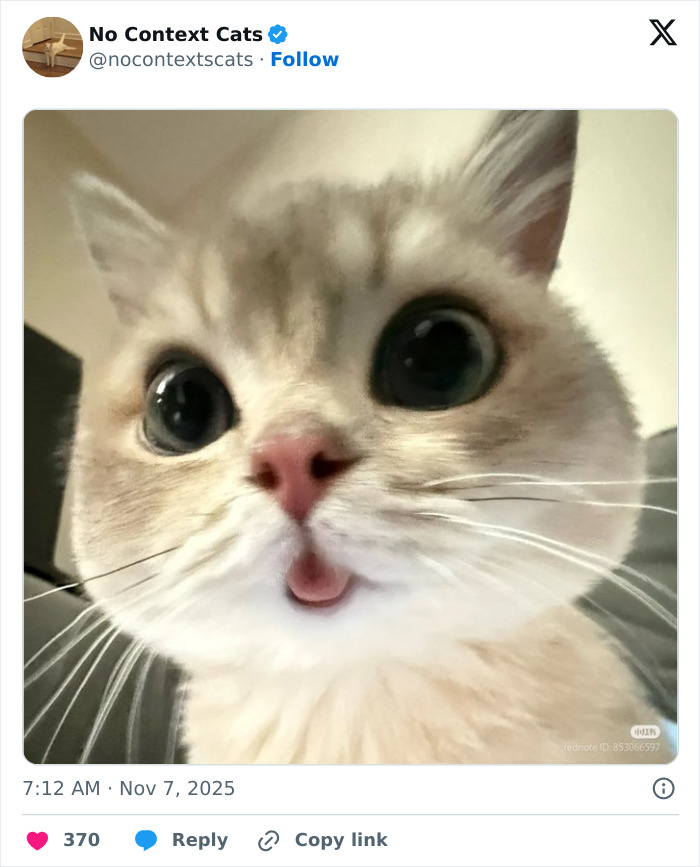 &#8220;No Context Cats&#8221;: 143 Images That Require No Backstory To Be Amazing