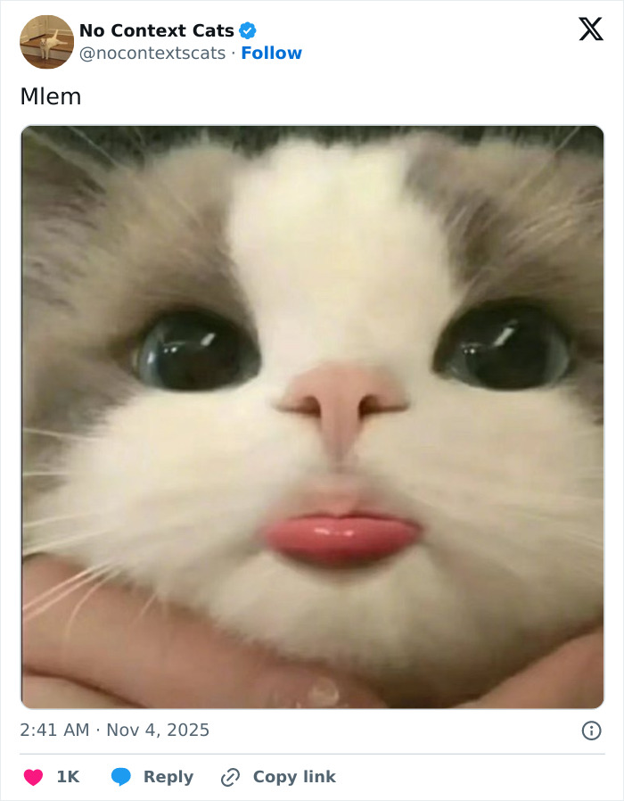 &#8220;No Context Cats&#8221;: 143 Images That Require No Backstory To Be Amazing