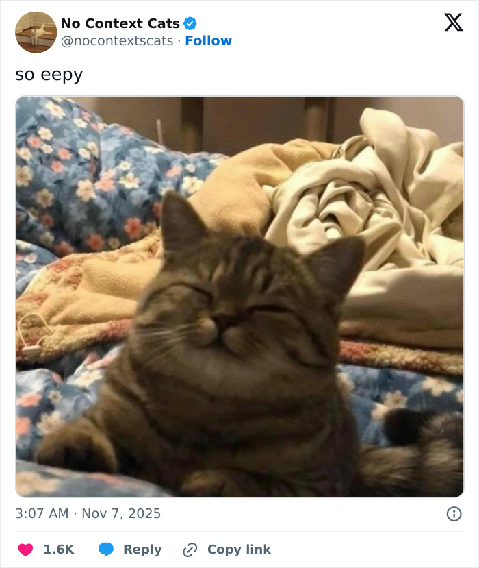 &#8220;No Context Cats&#8221;: 143 Images That Require No Backstory To Be Amazing