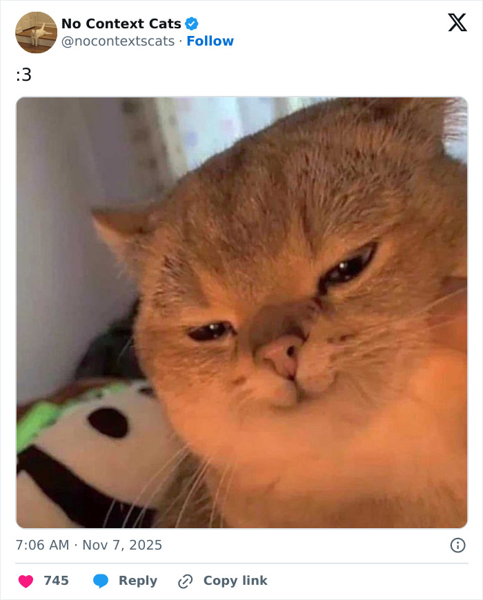&#8220;No Context Cats&#8221;: 143 Images That Require No Backstory To Be Amazing
