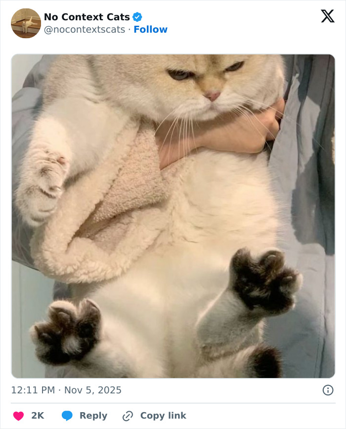 &#8220;No Context Cats&#8221;: 143 Images That Require No Backstory To Be Amazing