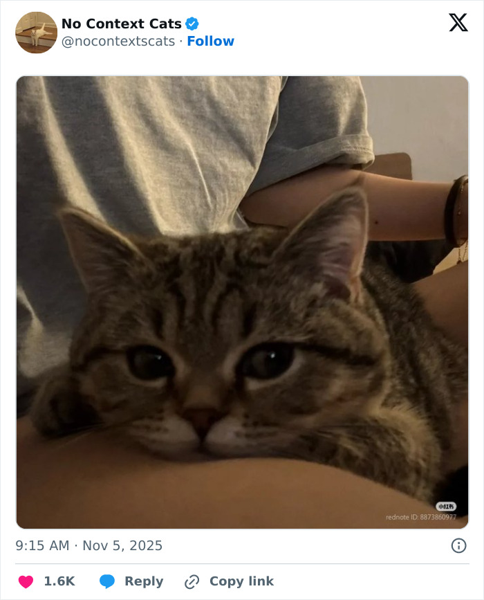 &#8220;No Context Cats&#8221;: 143 Images That Require No Backstory To Be Amazing