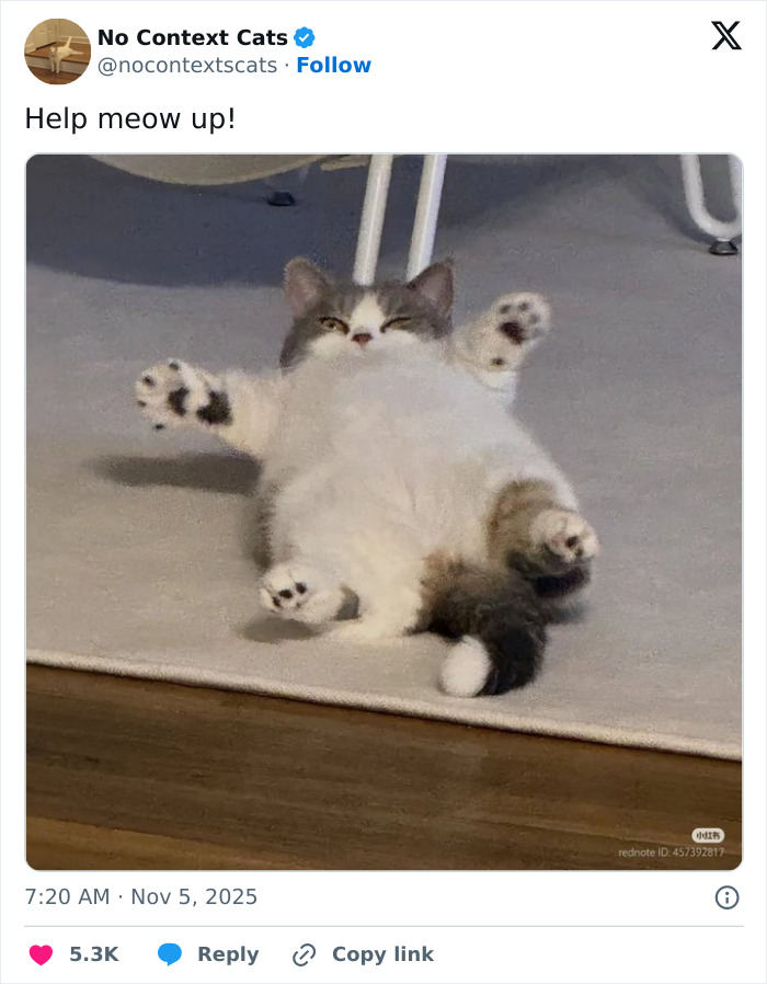 &#8220;No Context Cats&#8221;: 143 Images That Require No Backstory To Be Amazing