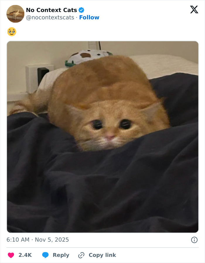 &#8220;No Context Cats&#8221;: 143 Images That Require No Backstory To Be Amazing