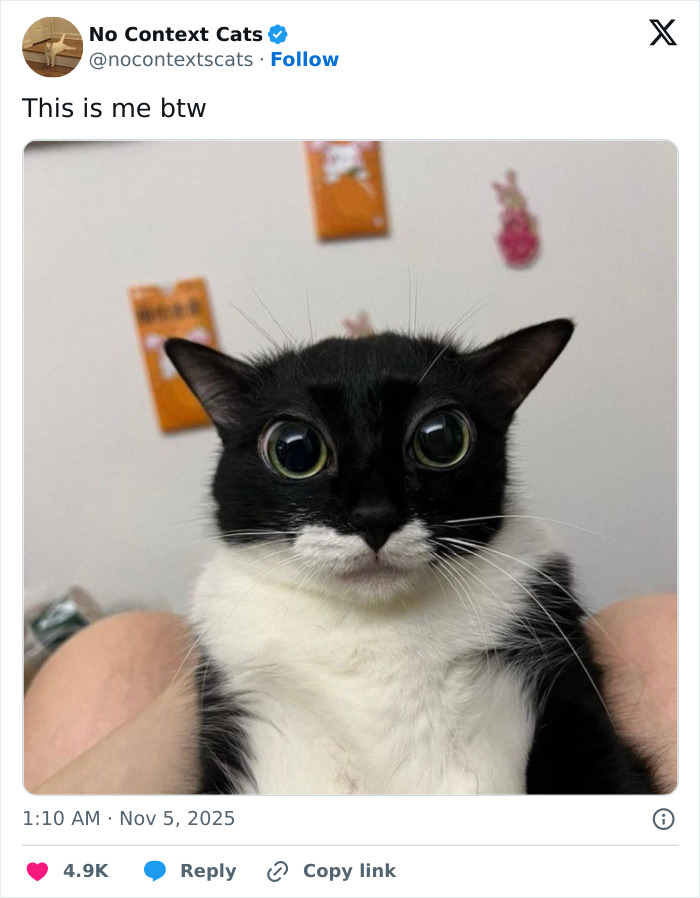 &#8220;No Context Cats&#8221;: 143 Images That Require No Backstory To Be Amazing