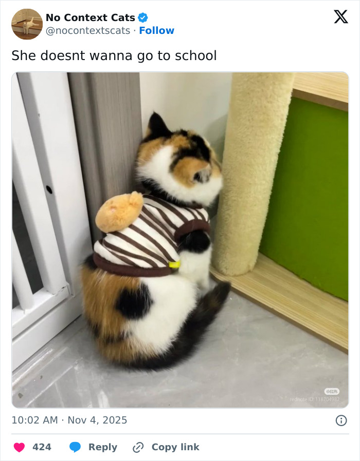 &#8220;No Context Cats&#8221;: 143 Images That Require No Backstory To Be Amazing