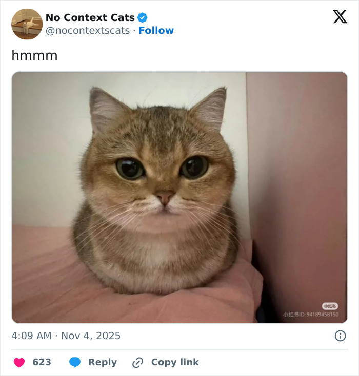 &#8220;No Context Cats&#8221;: 143 Images That Require No Backstory To Be Amazing