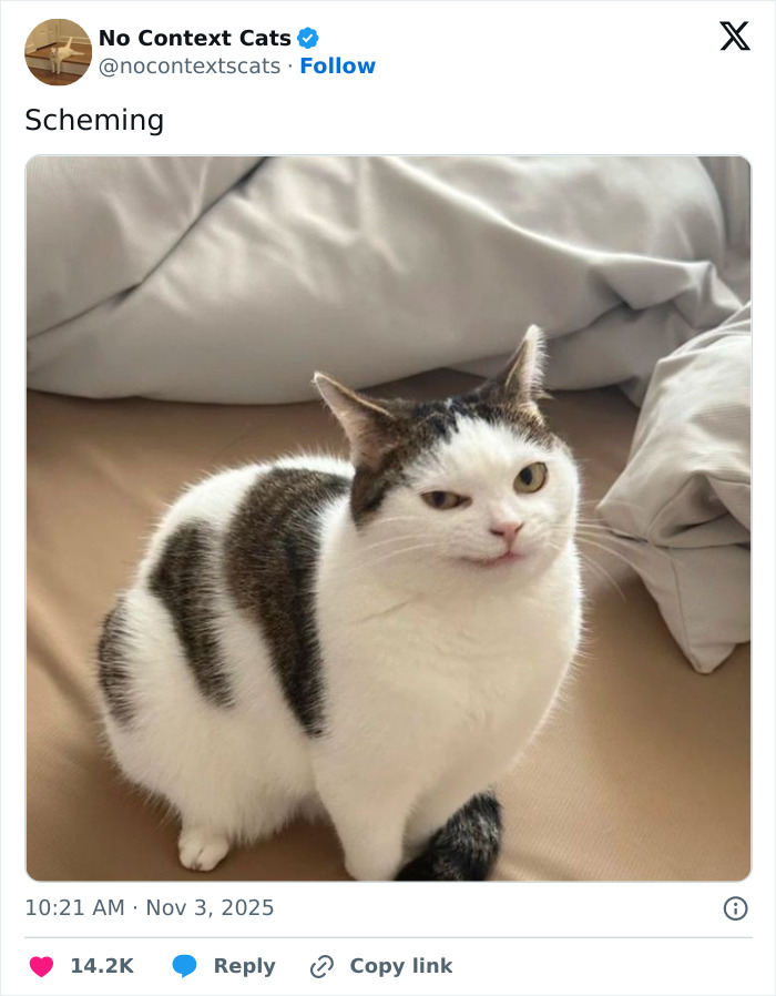 &#8220;No Context Cats&#8221;: 143 Images That Require No Backstory To Be Amazing