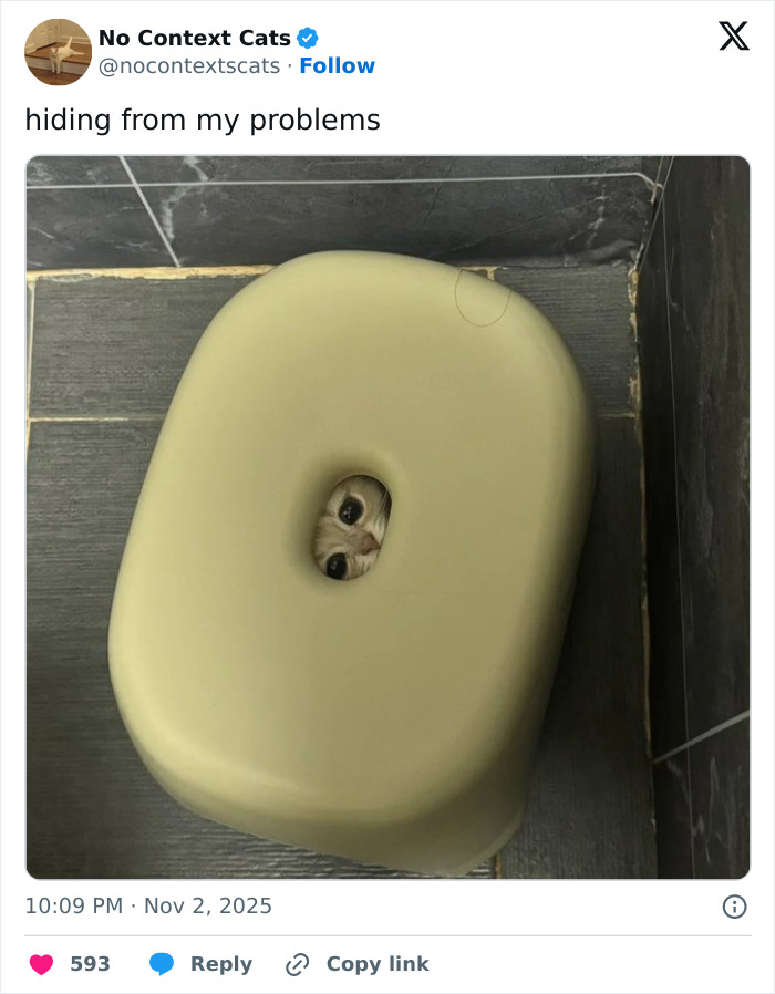 &#8220;No Context Cats&#8221;: 143 Images That Require No Backstory To Be Amazing