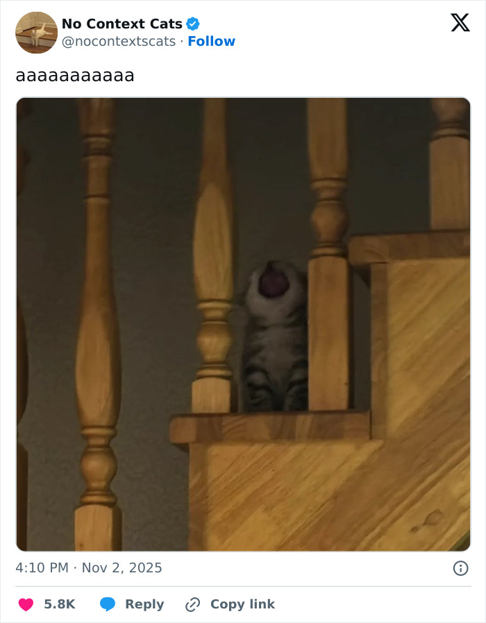 &#8220;No Context Cats&#8221;: 143 Images That Require No Backstory To Be Amazing