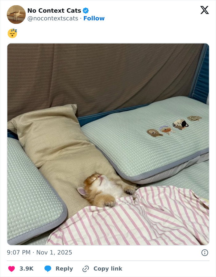 &#8220;No Context Cats&#8221;: 143 Images That Require No Backstory To Be Amazing