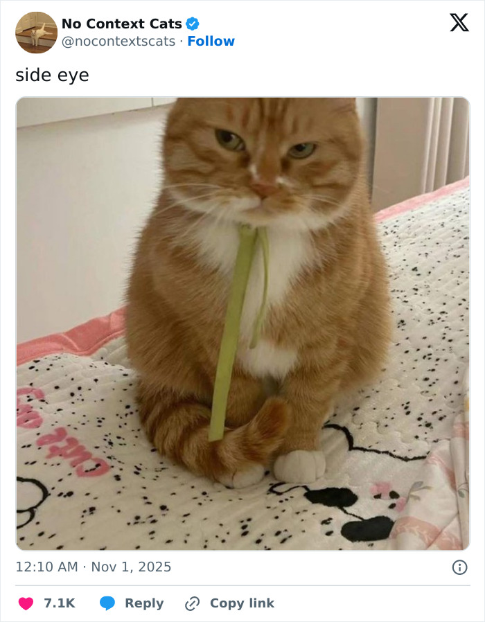 &#8220;No Context Cats&#8221;: 143 Images That Require No Backstory To Be Amazing
