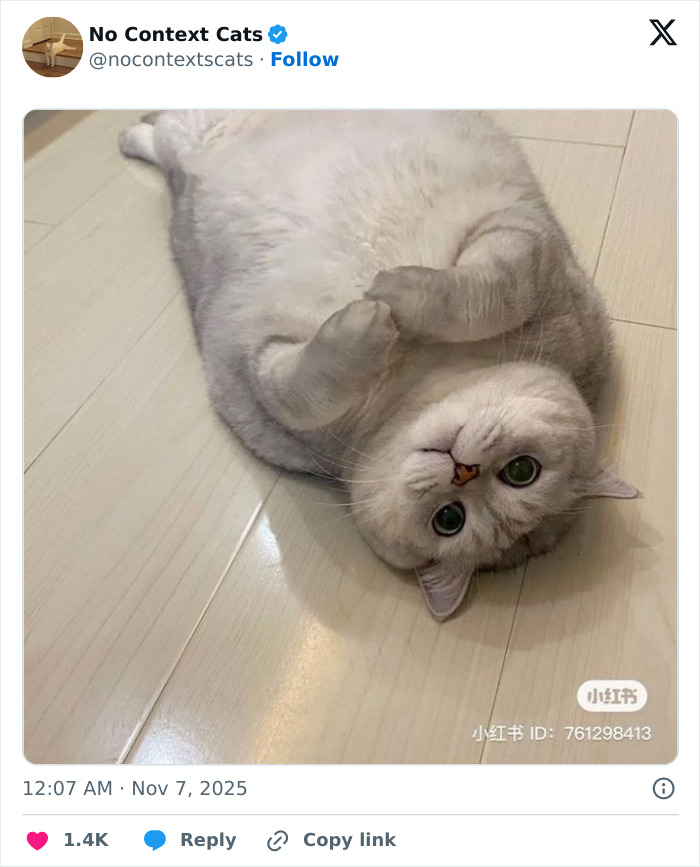 &#8220;No Context Cats&#8221;: 143 Images That Require No Backstory To Be Amazing