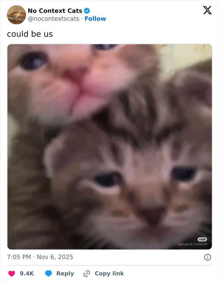 &#8220;No Context Cats&#8221;: 143 Images That Require No Backstory To Be Amazing