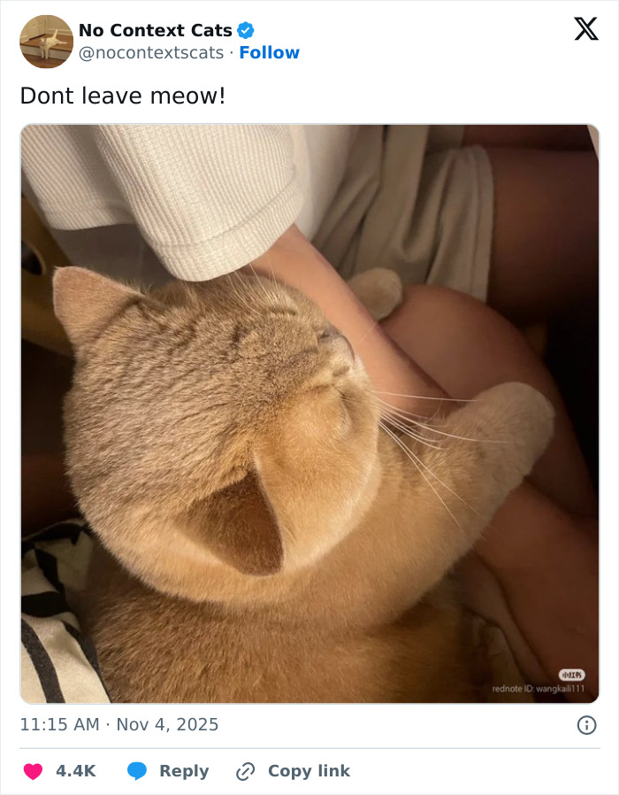 &#8220;No Context Cats&#8221;: 143 Images That Require No Backstory To Be Amazing