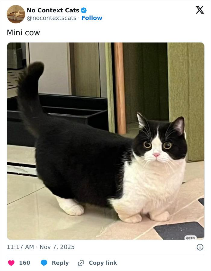 &#8220;No Context Cats&#8221;: 143 Images That Require No Backstory To Be Amazing