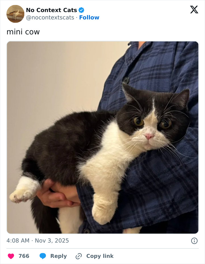 &#8220;No Context Cats&#8221;: 143 Images That Require No Backstory To Be Amazing