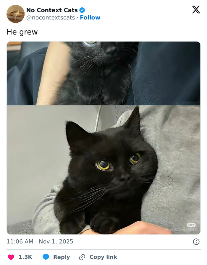 &#8220;No Context Cats&#8221;: 143 Images That Require No Backstory To Be Amazing