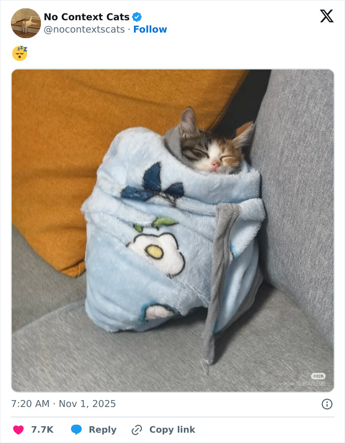 &#8220;No Context Cats&#8221;: 143 Images That Require No Backstory To Be Amazing