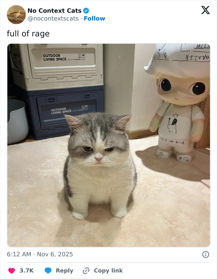 &#8220;No Context Cats&#8221;: 143 Images That Require No Backstory To Be Amazing