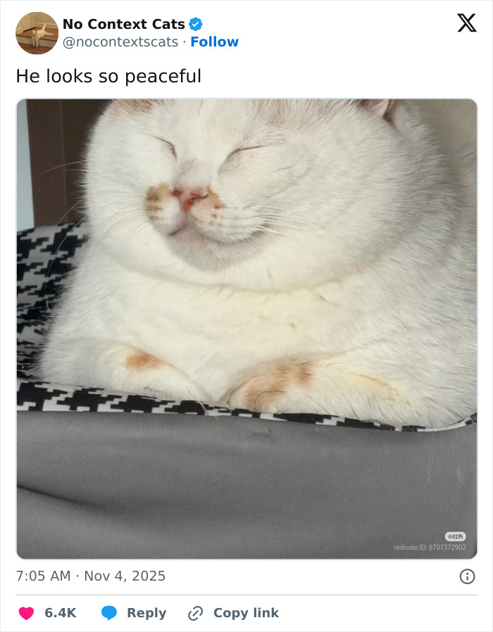 &#8220;No Context Cats&#8221;: 143 Images That Require No Backstory To Be Amazing