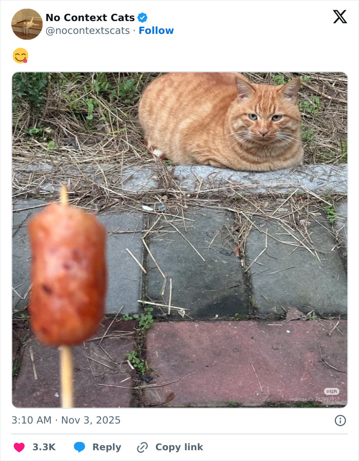 &#8220;No Context Cats&#8221;: 143 Images That Require No Backstory To Be Amazing