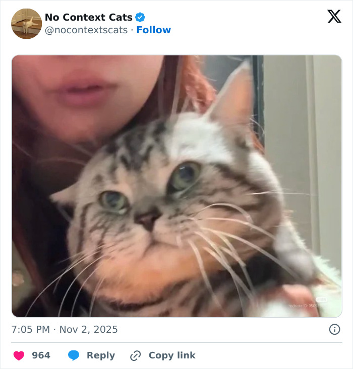 &#8220;No Context Cats&#8221;: 143 Images That Require No Backstory To Be Amazing