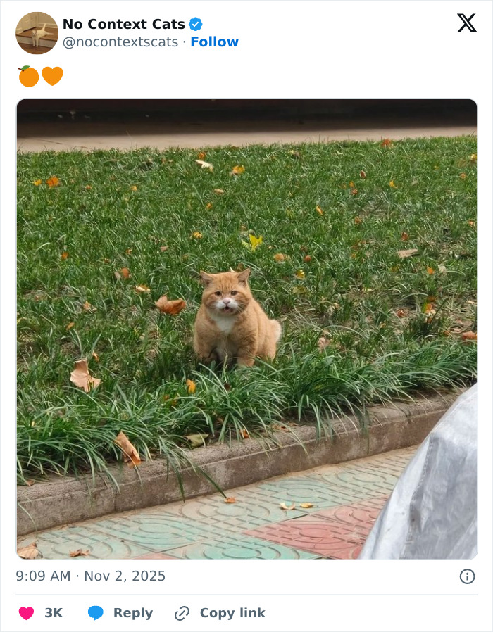 &#8220;No Context Cats&#8221;: 143 Images That Require No Backstory To Be Amazing