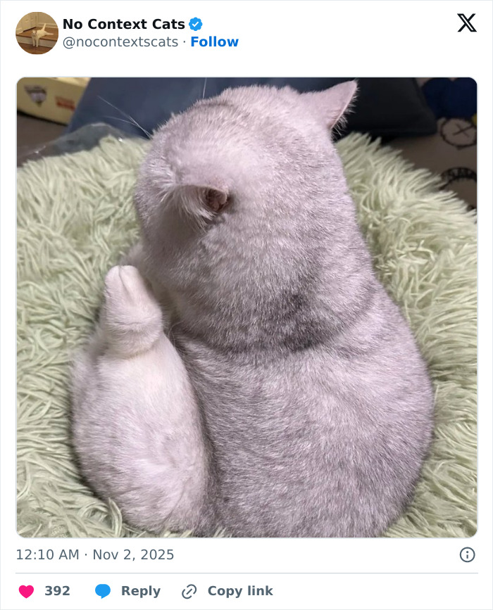 &#8220;No Context Cats&#8221;: 143 Images That Require No Backstory To Be Amazing