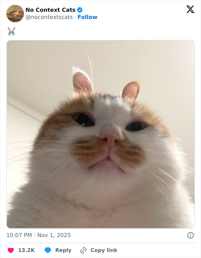 &#8220;No Context Cats&#8221;: 143 Images That Require No Backstory To Be Amazing