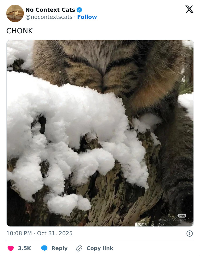 &#8220;No Context Cats&#8221;: 143 Images That Require No Backstory To Be Amazing