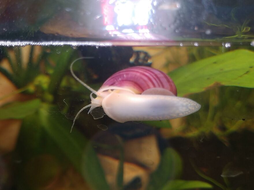 Mystery Snail Is Every Aquarist’s Funniest Clean-Up Crew Mystery Snail Is Every Aquarist’s Funniest Clean-Up Crew