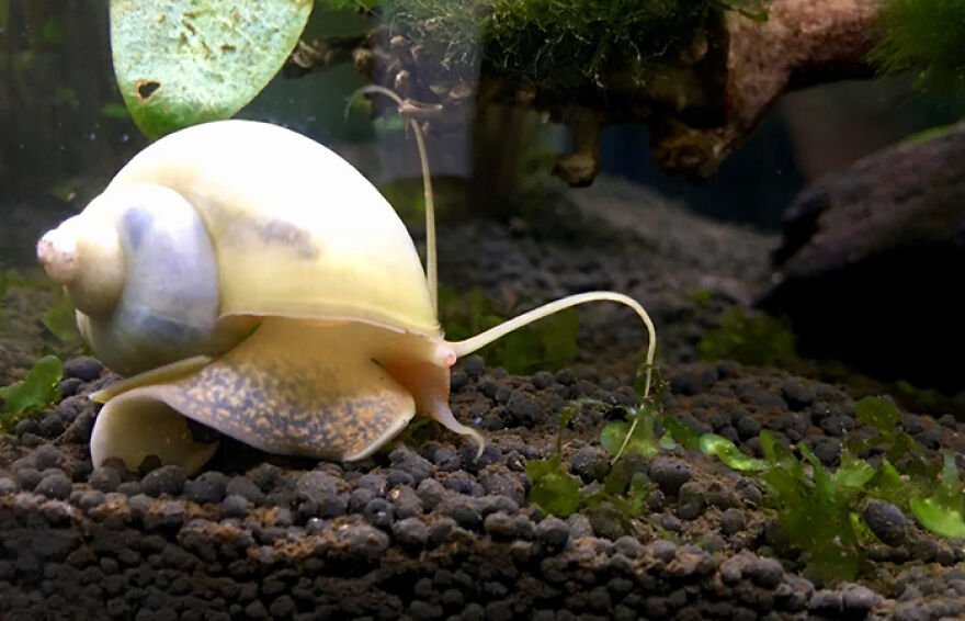 Mystery Snail Is Every Aquarist’s Funniest Clean-Up Crew Mystery Snail Is Every Aquarist’s Funniest Clean-Up Crew