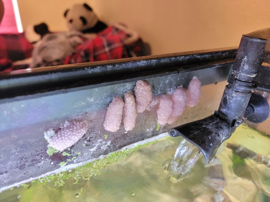 Mystery Snail Is Every Aquarist’s Funniest Clean-Up Crew Mystery Snail Is Every Aquarist’s Funniest Clean-Up Crew